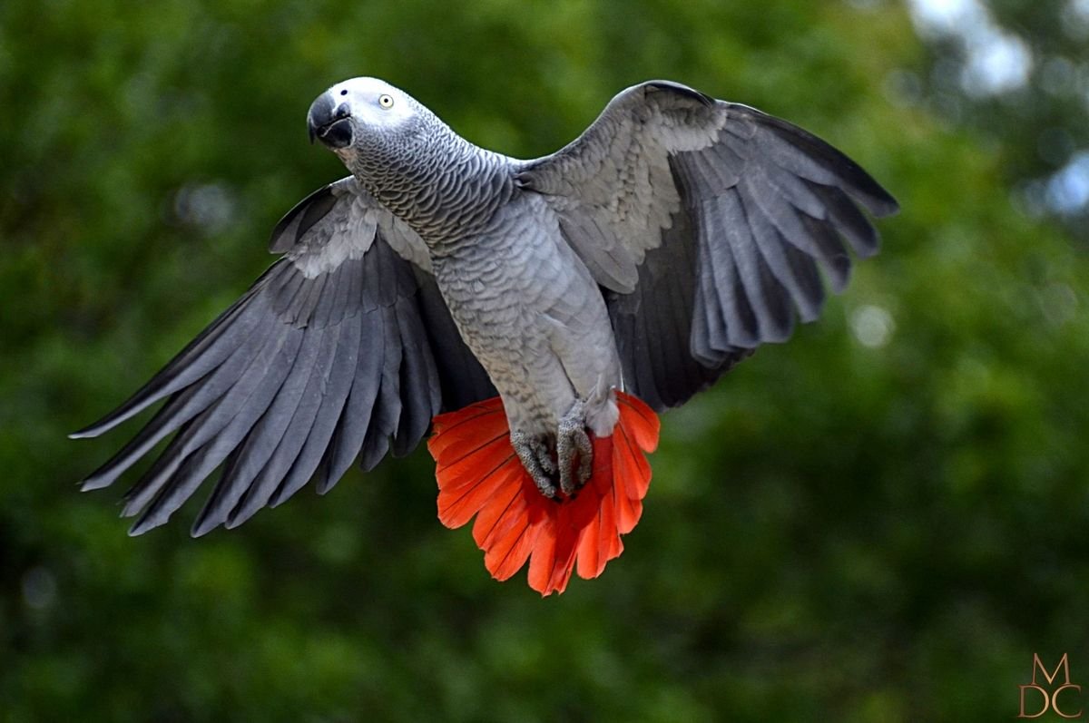 A beautiful CITES-compliant African Grey parrot perched gracefully at AvianShowcase sanctuary